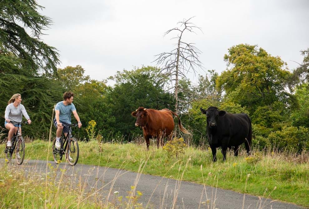 Cycling